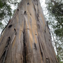 Majestic Eucalyptus johnstonii tree showcasing its distinctive peeling bark, a blend of gray and light brown hues