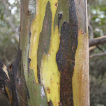 Eucalyptus johnstonii bark close-up showing vibrant yellow, green, and brown layers, peeling to reveal fresh colors