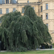 Fagus sylvatica 'Pendula', a large weeping beech tree with cascading branches, set against a backdrop of a grand, ornate building.