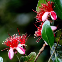 Feijoa sellowiana 'Anatoki' flower close-up: red stamens, white-pink petals, and green leaves on a branch