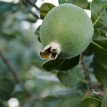 Feijoa sellowiana 'Anatoki' fruit on the tree. A green, round feijoa with leaves in the background.