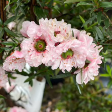 Leptospermum scoparium 'Blossom': Double pink flowers with green centers, surrounded by small, dark green leaves. A beautiful flowering shrub.