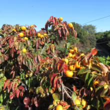Persimmon ‘Fuyu’ tree laden with ripe, orange fruit amidst vibrant red and green foliage in autumn sunlight
