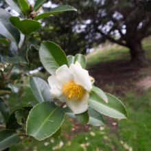 Gordonia yunnanensis flower with creamy white petals and a vibrant yellow center, surrounded by glossy green leaves in a garden setting