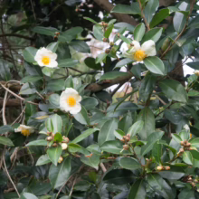 Gordonia yunnanensis: Evergreen shrub with glossy green leaves and delicate white flowers with bright yellow centers.