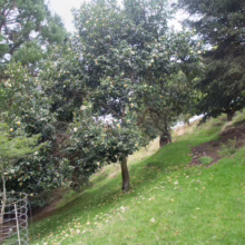 Gordonia yunnanensis tree with white flowers blooms on a grassy slope, showcasing its lush foliage and natural beauty in a garden setting.