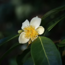 Gordonia yunnanensis flower: Delicate white petals surround a vibrant yellow stamen cluster, framed by glossy green leaves.