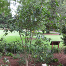 Gordonia yunnanensis tree with glossy green leaves and creamy white flowers in a garden setting