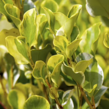 Griselinia littoralis 'Variegata' shrub with glossy, rounded green and yellow variegated leaves, adding vibrant color to gardens