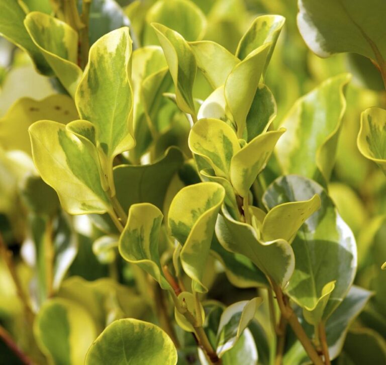 Griselinia littoralis 'Variegata' (Kāpuka) yellow leaves.