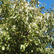 Hoheria populnea ‘Variegata’ tree with serrated green and white variegated leaves and clusters of small white flowers against a blue sky.