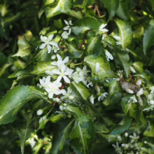 Hoheria populnea ‘Variegata’ close-up: green leaves with creamy variegation and delicate white star-shaped flowers