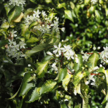 Hoheria populnea ‘Variegata’ with serrated green leaves edged in gold, showcasing delicate white star-shaped flowers and buds.