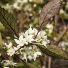 Hoheria sexstylosa ‘Purple Lace’ close-up: White flowers contrast with serrated, dark green and purple-veined leaves.