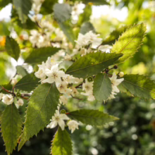 Hoheria sexstylosa ‘Purple Lace’ branch: delicate white flowers contrast with serrated green leaves in a natural setting.
