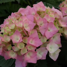 Hydrangea macrophylla 'Brilliant': A lush cluster of pink blooms with subtle green undertones, showcasing its vibrant color and texture.
