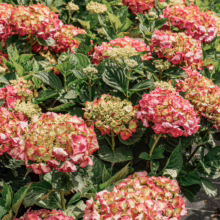 Hydrangea macrophylla 'Brilliant' flowers. Clusters of pink and green blooms with lush green leaves.