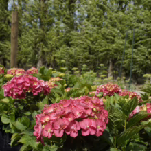Hydrangea macrophylla 'Brilliant' with clustered deep-pink blooms and vibrant green foliage, ready to brighten any garden.