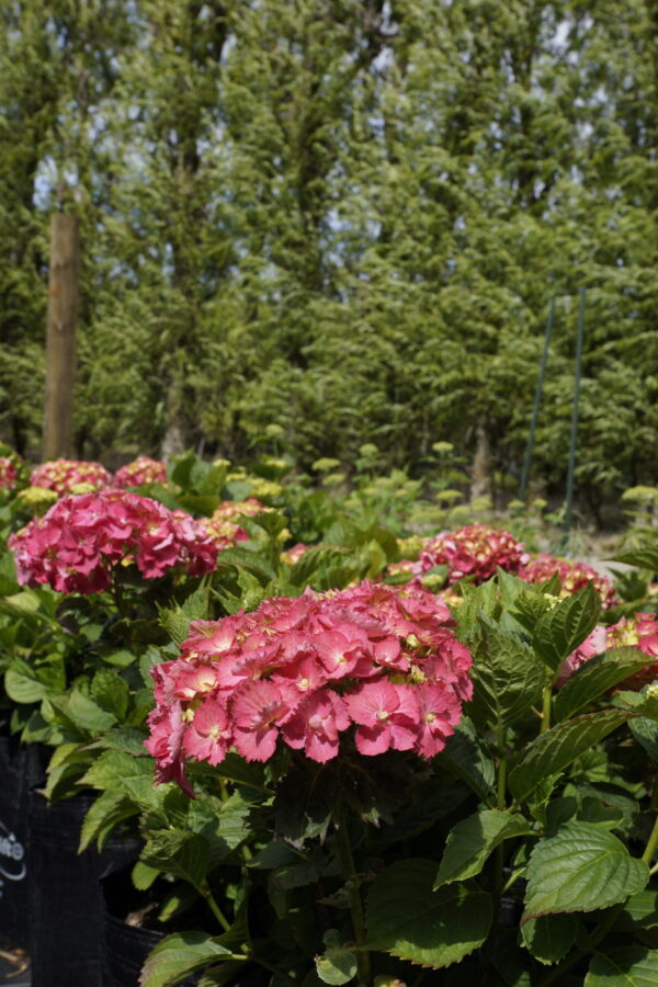 Hydrangea macrophylla 'Brilliant' - Image 2