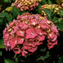 Hydrangea macrophylla 'Brilliant' with vibrant red-pink flowers and lush green leaves, a stunning addition to any garden