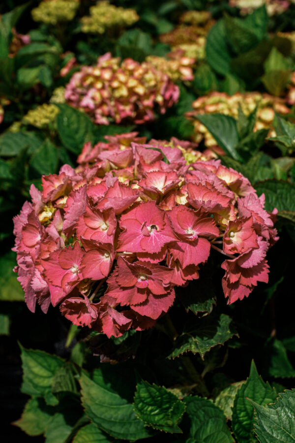Hydrangea macrophylla 'Brilliant' - Image 3