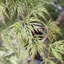 Acer palmatum 'Emerald Lace' with delicate, finely dissected, light green leaves and red stems, creating a lacy, airy texture.