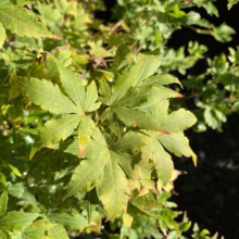 **Green Acer palmatum 'Fjellheim' leaves with red tips, showcasing the plant's delicate, multi-lobed foliage in sunlight. **