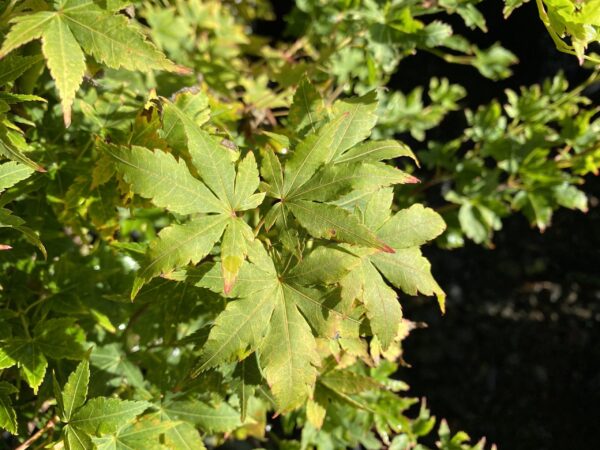 Acer palmatum 'Fjellheim' (Japanese Maple) Summer Foliage