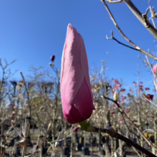Magnolia 'Star Wars' bud, a large, upright pink flower on a bare branch against a bright blue sky, ready to bloom in spring