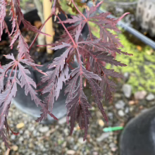 Acer palmatum 'Tamukeyama': Deep burgundy, finely dissected leaves of a young Japanese maple in a black nursery pot