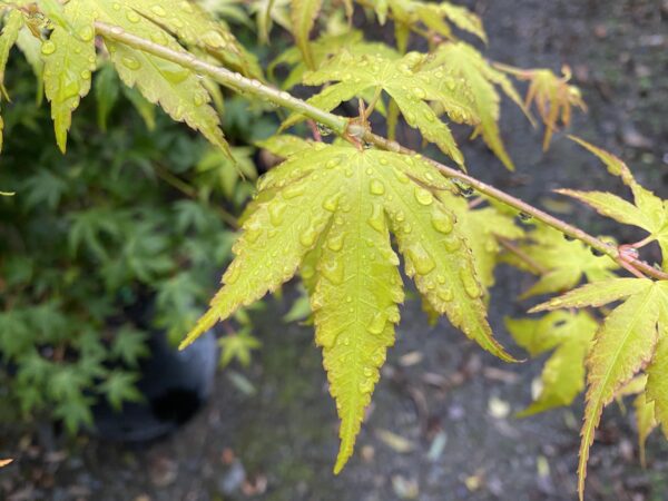 Acer palmatum 'Katsura' (Japanese Maple) yellow foliage