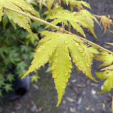 Acer palmatum 'Katsura' Japanese Maple with vibrant chartreuse leaves glistening with water droplets.