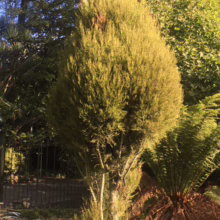 Dacrycarpus dacrydioides ‘Woodburn’ tree with dense, rounded topiary shape and slender trunk, adding a unique vertical accent to any garden.