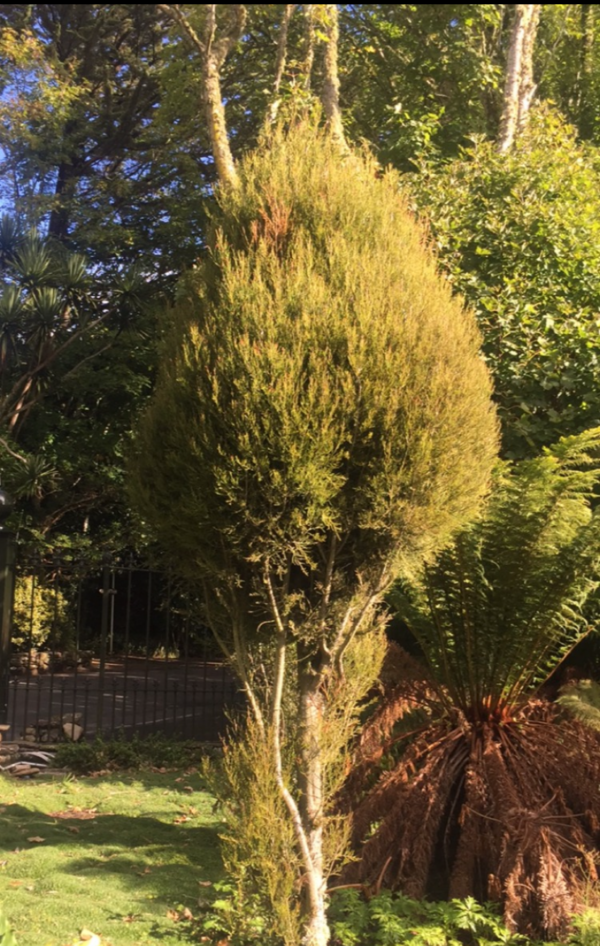 <i>Dacrycarpus dacrydioides</i> 'Woodburn' - Image 3