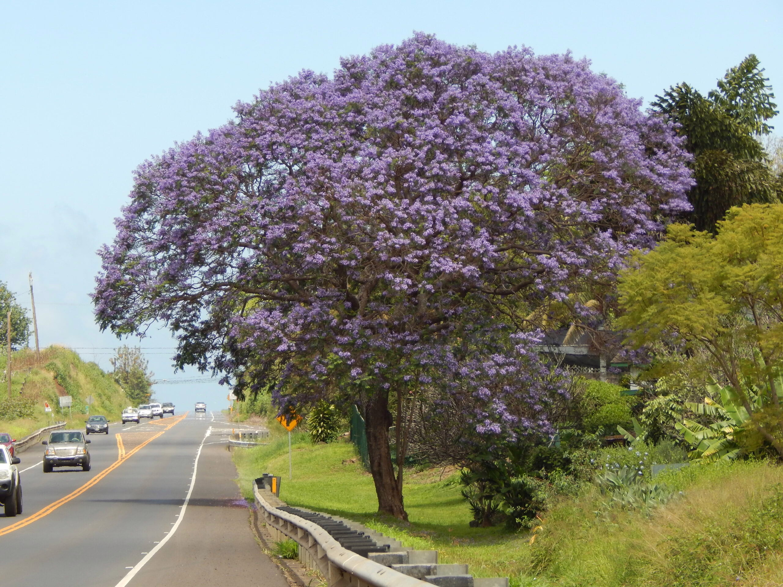Jacaranda mimosifolia tree bursting with vibrant purple blossoms; roadside view.