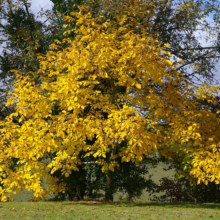 Juglans regia tree ablaze with bright yellow autumn foliage, a stunning seasonal display.