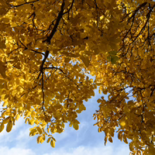 Golden yellow leaves of a Juglans regia tree fill the frame, contrasting with a bright blue sky and wispy clouds