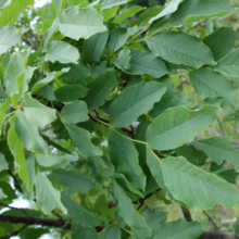 Juglans regia leaves: lush green foliage with textured veins, showcasing the tree's vibrant health and natural beauty
