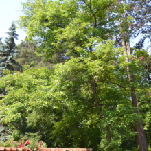 Lush Juglans regia tree with bright green foliage, casting shade in a park setting under a clear blue sky.