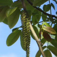 Juglans regia catkins hanging from a branch, showcasing the tree's early spring flowers against a clear blue sky.