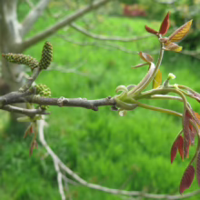 Juglans regia branch with new reddish leaves, green catkins, and buds against a blurred green backdrop
