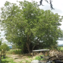 Mature Juglans regia tree providing shade; golf cart parked nearby. Lush green foliage.