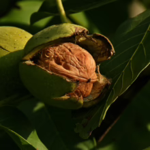 Juglans regia: Ripe walnut still partially encased in its green husk, hanging from a tree branch. Natural and fresh.