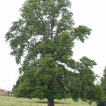 Mature Juglans regia (walnut tree) with a broad, leafy crown, standing in a grassy field with grazing sheep and a barn in the background.
