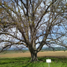 Majestic Juglans regia tree with a wide canopy of bare branches against a sky backdrop, standing tall in a grassy field.