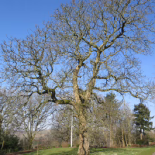 Bare branches of a mature Juglans regia tree reach skyward on a clear day, showcasing its intricate winter silhouette