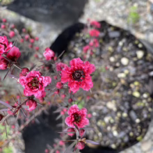 Leptospermum scoparium 'Wiri Joan' with vibrant, deep pink flowers and dark foliage, potted and ready for planting