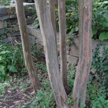 Lagerstroemia indica x fauriei 'Tuscarora': Multi-trunk tree with smooth, mottled bark in gray, pink, and brown hues, adding year-round interest.