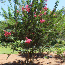 Lagerstroemia indica x fauriei 'Tuscarora' shrub with vibrant coral-pink blooms and lush green foliage in a garden setting.