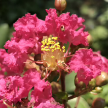 Lagerstroemia indica x fauriei 'Tuscarora' blooms: vibrant pink, crinkled petals surround a cluster of bright yellow stamens, with unopened buds nearby.
